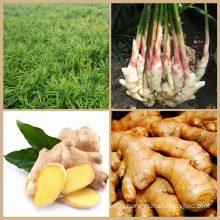 New Chinese Organic Fresh Ginger